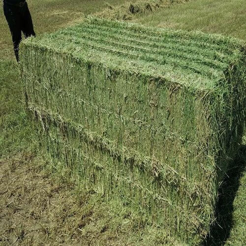 Alfalfa-Hay