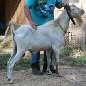 GoatSaanen6