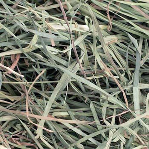Orchard-Grass-1
